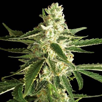 White Label White Diesel Haze Automatic semena neobsahují THC 3 ks