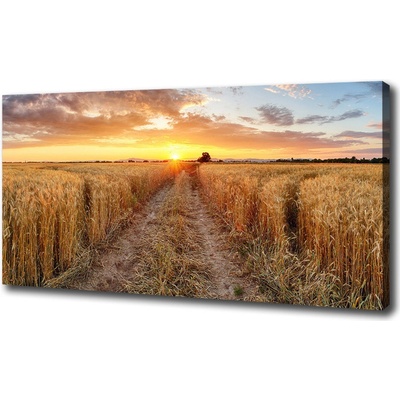 Foto obraz na plátne Pole pšenice 100x50 cm
