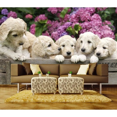 Dimex XL-207 vliesová fototapeta na zeď Golden labrador puppies rozměry 330 x 220 cm