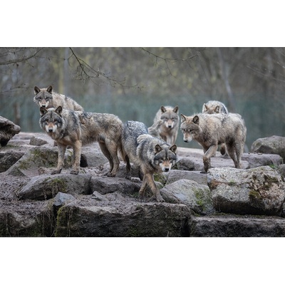 Plagát, Obraz - Vlci - Grey Wolf, 91.5 × 61 cm