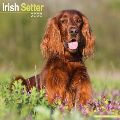 Irish Setter Square Dog Breed Wall 16 Month 2026