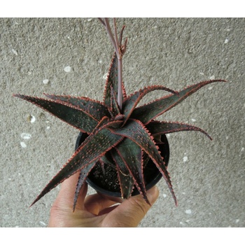 aloe vera gel auf wunden Aloe Vera Gel aus Apotheke  Feuchtigkeit & Pflege