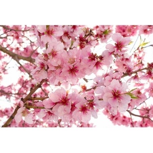DIMEX ART Флизелинов фототапет ябълкови цветове 375 x 250 см