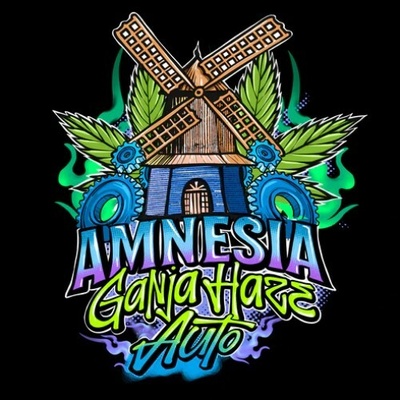 Sumo Seeds Amnesia Ganja Haze Auto semienka neobsahujú THC 3 ks