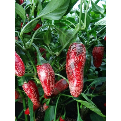 Jalapeno Maylon – Sleviste.cz