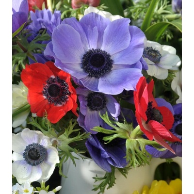 Směs sasanek Anemone mix prodej cibulovin 15 ks