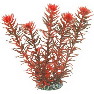 Aqua Nova Rotala indica Red 20 cm
