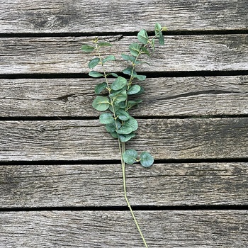EUKALYPTUS 75 cm