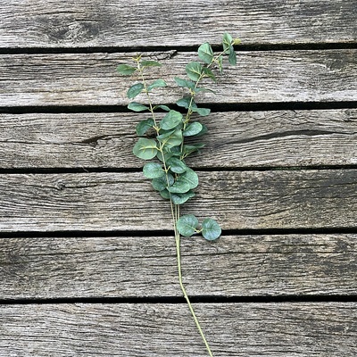 EUKALYPTUS 75 cm