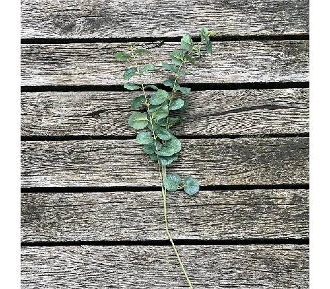 EUKALYPTUS 75 cm