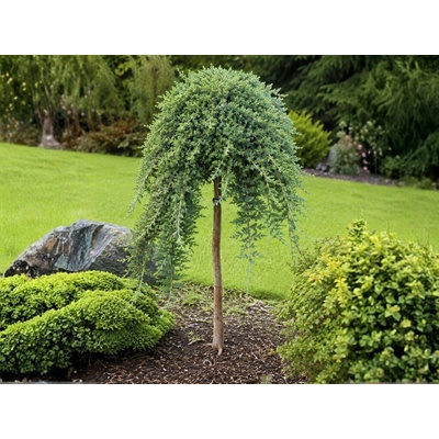 Borievka poliehavá Nana na 65-70 cm kmienku, výška 95-105 cm, kvetináč 18 l