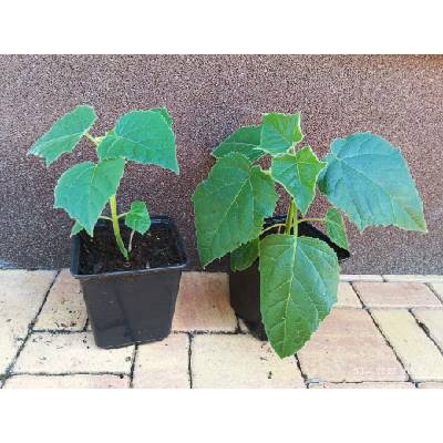 Paulovnie dvouleté (Paulownia) - 20 cm Varianta: Paulovnie plstnatá (Paulownia tomentosa)