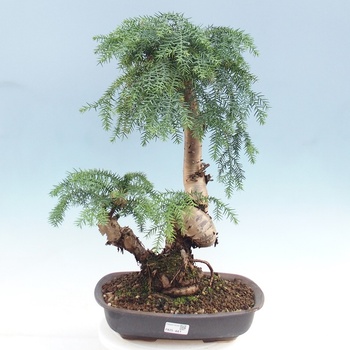 modern bonsai pots Island Planter, concrete MODERN PLANTER – Objects for Plant Display main image 1