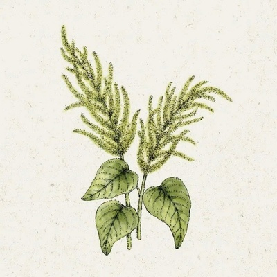 Jora Dahl Amaranthus caudatus "Green Cascade" - 1 bal.