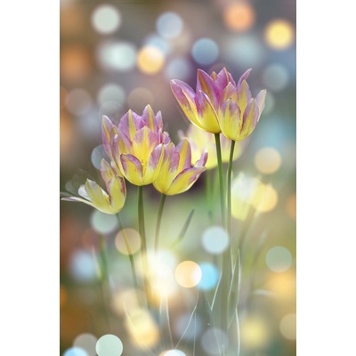 Bondecor Obraz na plátně "Tulipány" 80x150cm
