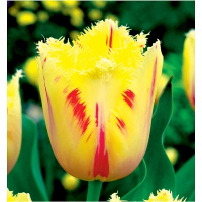 BENEX TULIPÁN Fringed Carrousel 5ks