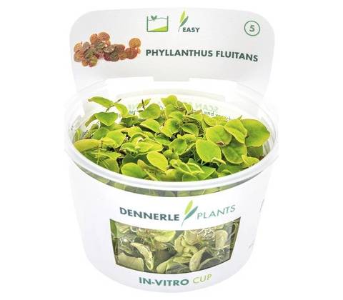 Phyllanthus fluitans