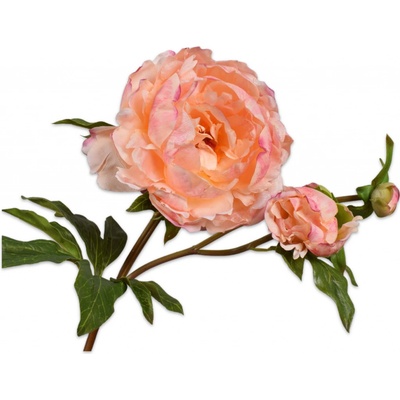Pivoňka - Paeonia oranžová V74 cm
