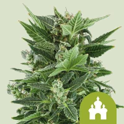 Royal Queen Seeds Royal Kush AUTO Semena neobsahují THC 5 ks