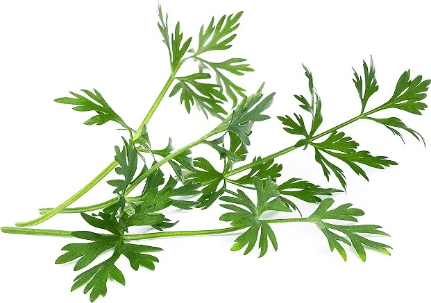VÉritable (Франция) Пълнител (лингот) Cumin за настолна градина Véritable® - кимион (VLIN-O10-Cum042)