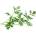 VÉritable (Франция) Пълнител (лингот) Cumin за настолна градина Véritable® - кимион (VLIN-O10-Cum042)