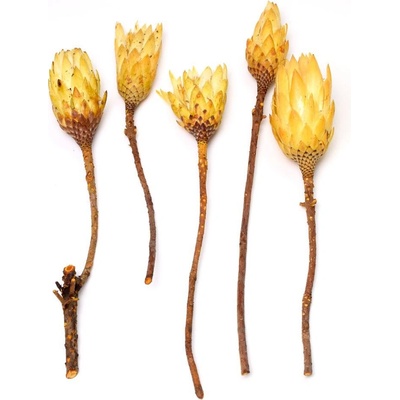 REPENS CREAM VEĽKÝ 5ks R033PACZ protea