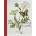 Stumpwork Butterflies & Moths | Jane Nicholas