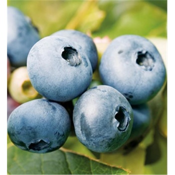 Čučoriedka Bluecrop sadenice 4 ročné, kontajner C1,5