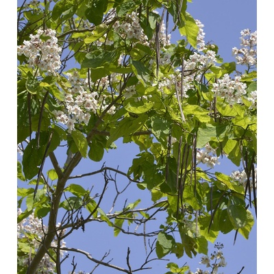 Katalpa trubačovitá - Catalpa bignonioides - osivo katalpy - 8 ks