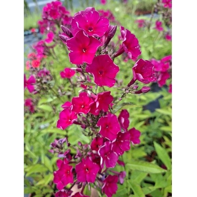 GREENBOSS FLOWER Phlox paniculata 'Adessa Special Fire' Průměr květináče: 9 až 12 cm