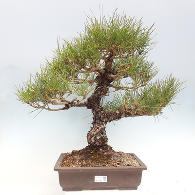 e-bonsai Venkovní bonsai - Pinus thunbergii - Borovice thunbergova