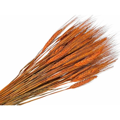Sušené klasy ražné 150g - oranžové