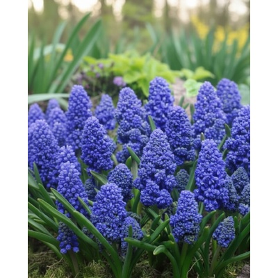 Modřenec 'Muscari Blue Spike' 10 ks – Zboží Mobilmania
