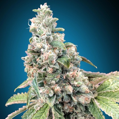 00 Seeds Bank Harlequin CBD semienka neobsahujú THC 3 ks