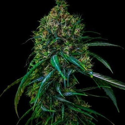 Spliff Seeds Blue Dream Auto semena neobsahují THC 5 ks