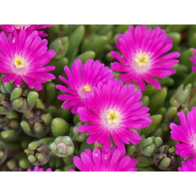 Poludňovka Jewel of Desert Opal - Delosperma, kont. 0,5 l