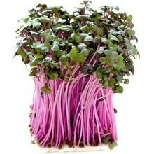 Toraf Microgreens, semínka na klíčky - Zelí červené 10g