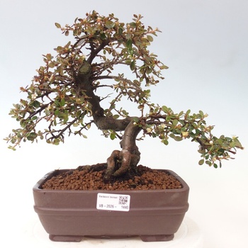 garden bonsai Bonsai main image 0