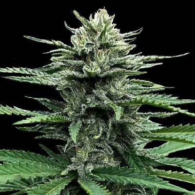 DNA Genetics Auto Strawberry Banana semena neobsahují THC 10 ks