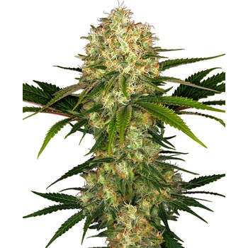 Sensi Seeds Afghani #1 semena neobsahují THC 10 ks