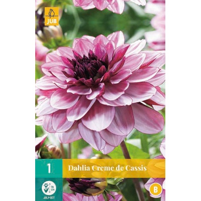 JUB HOLLAND Hlízy jiřiny Dahlia decorative CREME DE CASSIS 1 kus