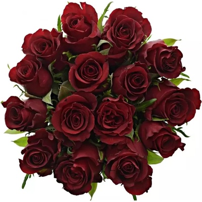 Florea Kytice 15 rudých růží BURGUNDY 50cm