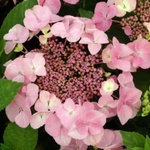  Messelina Хортензия macrophylla