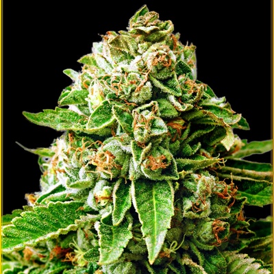 Anaconda Seeds OG Kush semienka neobsahujú THC 100 ks