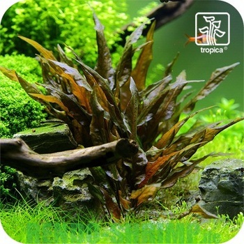 Cryptocoryne wendtii 'Tropica'
