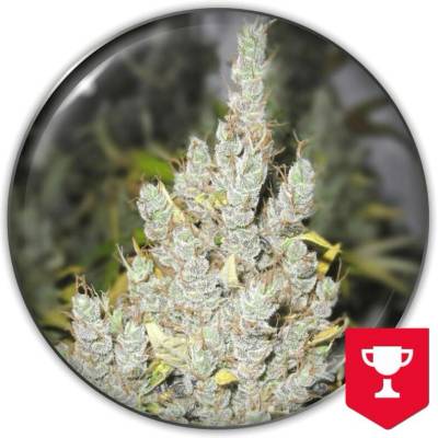 Medical Seeds Co. 2046 semena neobsahují THC 10 ks