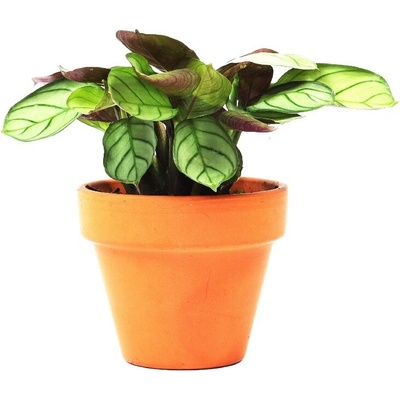 Gardners Ctenanthe Burle-marxii Amagris, průměr 6 cm Ktenante