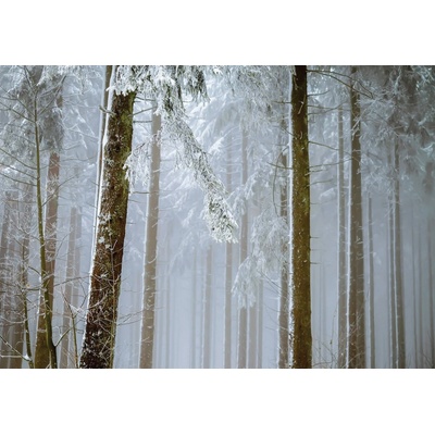 Postershop Fototapeta vliesová Zasněžený jehličnatý les, rozměry 152,5x104 cm