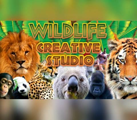 Wildlife Creative Studio