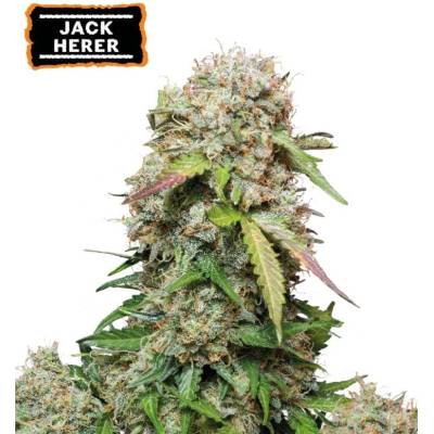 Seedstockers Jack Herer AUTO semena neobsahují THC 5 ks